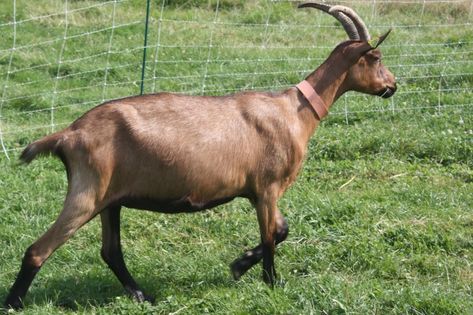 French Alpine goats are highly social and cohesive, yet aggressively competitive with herd members; friendly with humans; curious, explorative, and quick to learn. Find out more about this hardy breed. Backyard Goats, Dry Landscape, Goat Breeds, Alpine Goats, Homesteading Animals, Goat Care, Selective Breeding, Dairy Goats, Domestic Animals