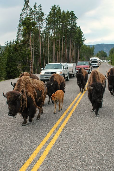 Ever see a bison jam? Traffic sometimes stops for these majestic creatures in Yellowstone National Park. Home to the largest concentration of mammals in North America, Yellowstone is great destination for wildlife spotting! Yellowstone Wildlife, Yellowstone Lodging, Grand Canyon Tours, Yellowstone National Park Vacation, Grand Canyon West, Wildlife Biologist, Visit Yellowstone, Majestic Creatures, Yellowstone Park