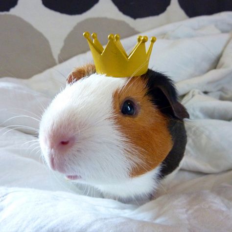 <b>The Spring Guinea Pig fashion line is out and I have all the latest trends in Guinea Pig hats here for you.</b> Guinea Pig Costumes, Pet Rabbits, Pig Breeds, Pig Costumes, Baby Guinea Pigs, Guinea Pig Bedding, Pet Guinea Pigs, Guinea Pig Toys, Cute Guinea Pigs