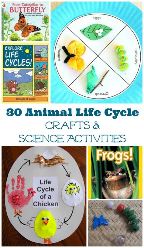 Kids will enjoy these books, crafts and hands-on activities that explore animal life cycles! Insect Life Cycle Activities, Insect Life Cycle, Science Life Cycles, Life Cycle Craft, Animal Life Cycles, Life Cycles Activities, Books Crafts, Science Activity, Science Projects For Kids