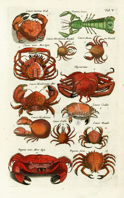 Crab - Historia Naturalis de Piscibus et Cetis, Libri V, published in 1657. This work by John Johnston and engraved by Matthaus Merian was much read in the 17th & 18th centuries.... Maria Merian, Fish Prints, Shell Fish, Crab Print, Frankfurt Germany, Crustaceans, January 13, Scientific Illustration, Arte Inspo