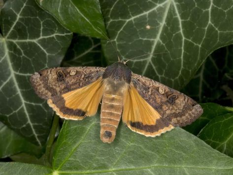 Yellow underwing moth Underwing Moth, Yellow Moth, Red Clover, New Scientist, Clover Flower, Unsung Hero, Soil Improvement, Sense Of Place, Plant Species