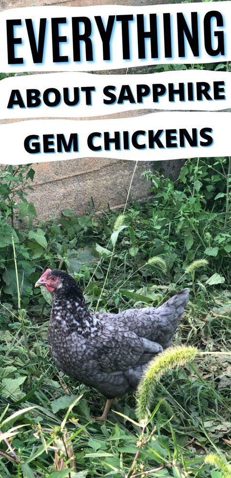 Saphire Gems Chicken Eggs, Sapphire Splash Chicken, Sapphire Gem Chicken, Chicken Raising, Chicken Flock, Henny Penny, Raising Chicks, Sapphire Gem, Chicken Farming