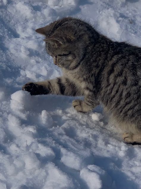 Cat In Snow Aesthetic, Cats In Snow, Cat In Snow, Snow Cat, Cat Winter, Winter Cat, Gorgeous Cats, Silly Cats Pictures, Cute Cats Photos