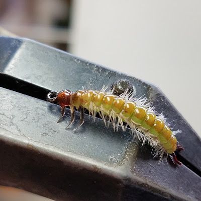 Casters Fly Shop: Rhyacophilidae Fishable Realistic Caddis Larva- Smhaen Bobbin Holders, Virtual Nymph Nymph Skin, Deer Creek UV Flex Resin, Daiichi 1160 Klinkhammer Hook Fly Tying Supplies, Fly Fishing Nymphs, Insect Eyes, Fly Tying Vises, Fly Craft, Caddis Flies, Fly Fishing Lures, Fly Fishing Flies Pattern, Custom Rods