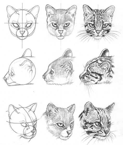 DRAWING PENCIL - Ocelot's head Cat Nose Drawing, Animal Faces Drawing, Cat Face Anatomy Drawing, Ocelot Tattoo, How To Draw Big Cats Face, Ocelot Drawing, Big Cat Drawing Tutorial, Ocelot Photography, Cat Face Drawing