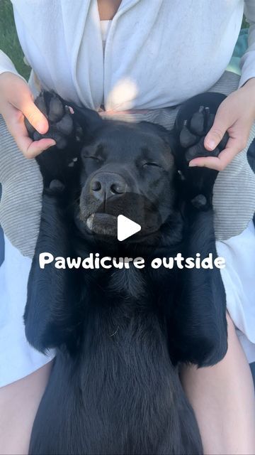 Dog Massage Therapy, Labrador Funny, Scary Dogs, Animal Videos, Animal Gifs, Labrador, Massage, Funny Gif, The Outsiders