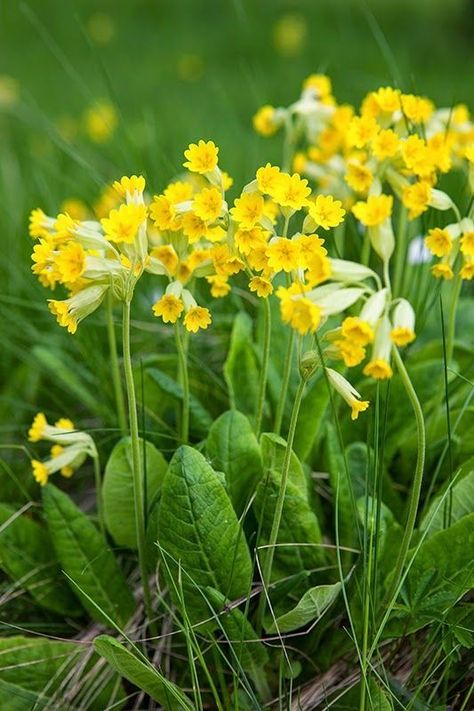 Cowslip Yellow Flowering Plants, Prime Rose, Primula Auricula, Lotus Flower Pictures, Yellow Plants, Yellow Garden, Relaxing Tea, Garden Designs, Perennial Garden