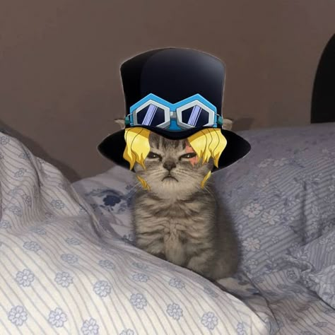 One Piece Cat Pfp, Pet Anime, Sabo One Piece, Anime Kitten, Anime Cats, Nunchucks, One Piece Tattoos, One Piece Meme, Detective Conan Wallpapers