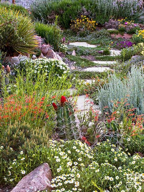 Waterwise Landscaping, Garden Library, Water Wise Landscaping, Drought Tolerant Garden, Waterwise Garden, Drought Tolerant Landscape, Dry Garden, Desert Garden, Big Garden