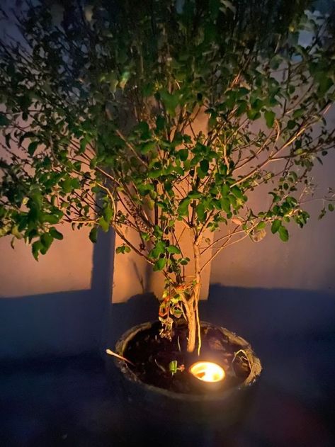 Tulsi Maa Images, Tulsi Aesthetic, Diwali Lights Decoration House, Tulsi Tree, Thulasi Plant Decoration, Tulsi Puja, Thulasi Plant, Tulsi Pooja, Nature Dp