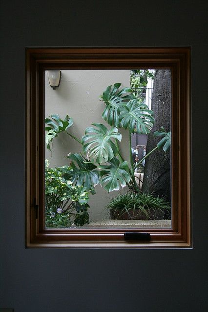 Still life view through a bathroom window | It may be hard t… | Flickr Window Plants, Concrete Bench, Front Courtyard, Live Oak Trees, Window Privacy, Live Oak, Privacy Walls, Bathroom Windows, Climbing Vines