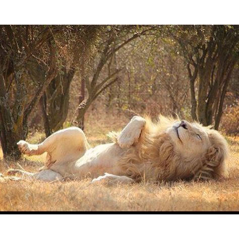 When you an animal taking such pleasure in laying in the sun, how can your heart not be touched? What they feel are just as real as the feelings that we experience. ~~Helen Cat Poses, Lion Love, Image Chat, Lion Pictures, White Lion, Big Cat, Large Cats, Animal Friends, Reference Photos