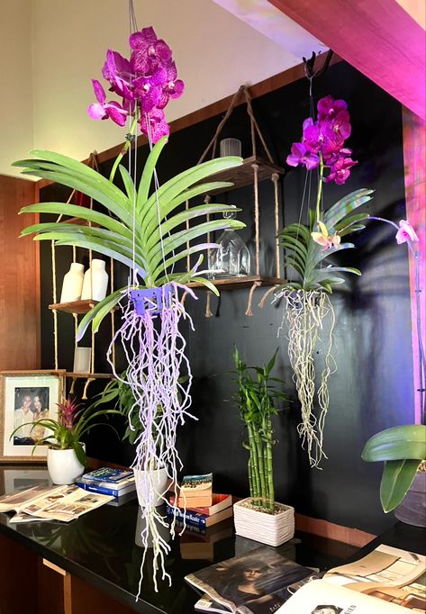 Vanda Orchid Hanging Ideas, Garden Getaway, Beautiful Planters, Hanging Orchid, Indoor Orchids, Orchid Planters, Orchid Photo, Vanda Orchids, Orchids Garden