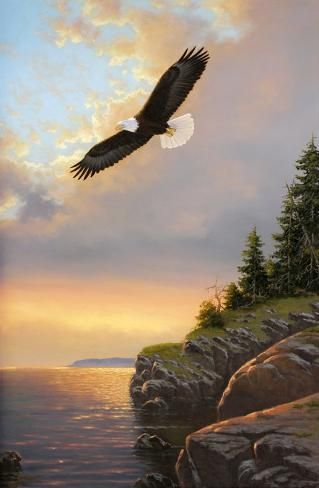 size: 26x18in Art Print: Evening Flight by Derk Hansen : painting, wildlife, eagle, bird, animal, water, rocks, landscape, sunset Rocks Landscape, Whale Painting, Eagle In Flight, Eagle Painting, Eagle Bird, Landscape Sunset, Wildlife Paintings, Mushroom Art, Art Show