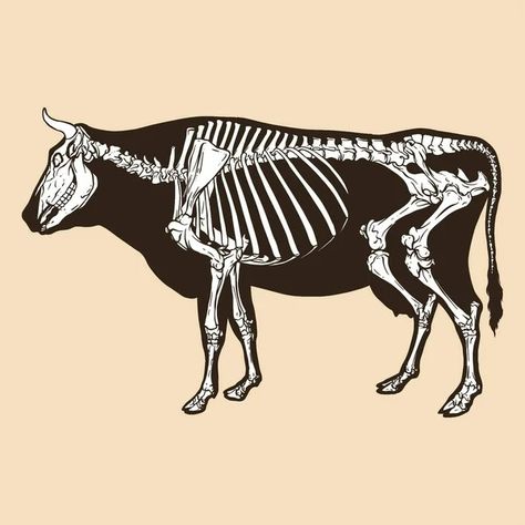 Cow Skeleton, Cow Vector, Animal Illustration, Biology, Skeleton, Stock Illustration, Cow, Vector Illustration, Animals