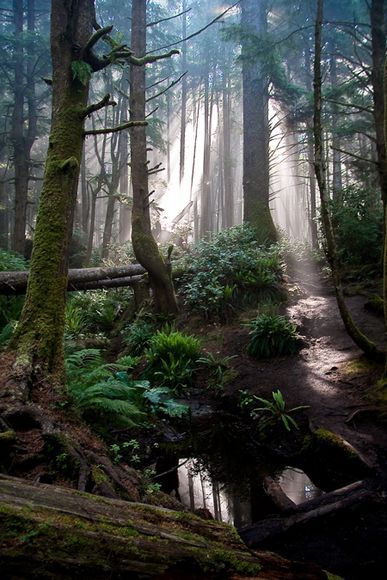 Juan de Fuca Trail, Vancouver Island Vancouver Island Canada, Canada Photos, Temperate Rainforest, Walk In The Woods, Vancouver Island, Canada Travel, In The Forest, British Columbia, The Forest