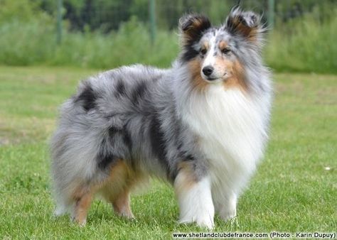 Sheltie Dogs Blue Merle, Sheltie Tattoo, Sheepdog Tattoo, Sheepdog Breeds, Sheltie Puppies, Blue Merle Sheltie, Shetland Sheepdog Blue Merle, Sheltie Puppy, Shetland Sheepdog Puppies