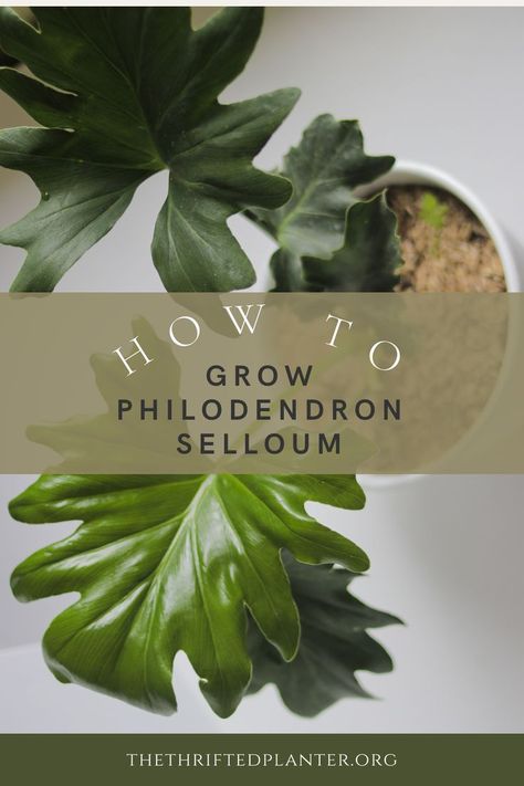 Philodendron Selloum Philodendron Selloum Care, Houseplant Styling, Philodendron Selloum, Houseplant Care, My Plant, Mean Green, House Plant Care, Room With Plants, Nature Indoors