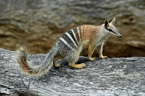 Southern Australia, Australian Mammals, Australia Animals, Australian Wildlife, Interesting Animals, Unusual Animals, Rare Animals, Cool Animals, Animal Reference