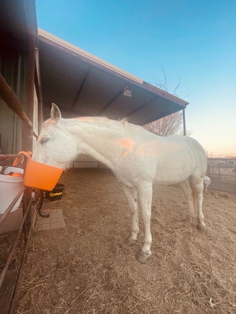 Horse Feeding, Feeding Horses, Horse Feed, Dream Horse, Feeding Time, Morning Routine, Dream Life, Horses, Animals