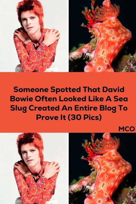 Girlfriend Jokes, Wife Jokes, Sea Slug, Slug, Prove It, A Sea, Funny Pins, David Bowie, Viral Pins