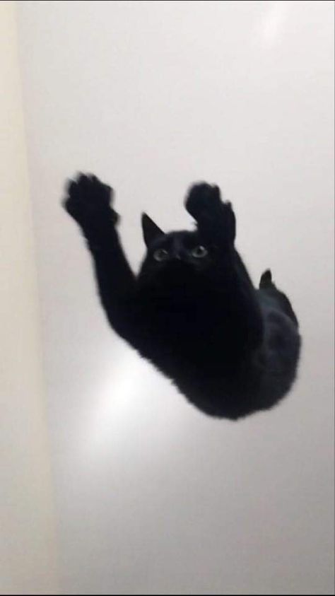 👽 Fluffy Black Cat, Tupac Wallpaper, I Believe I Can Fly, Aesthetic Cats, Fall Cats, Cat Stretching, Flying Cat, Cat Run, Dancing Cat