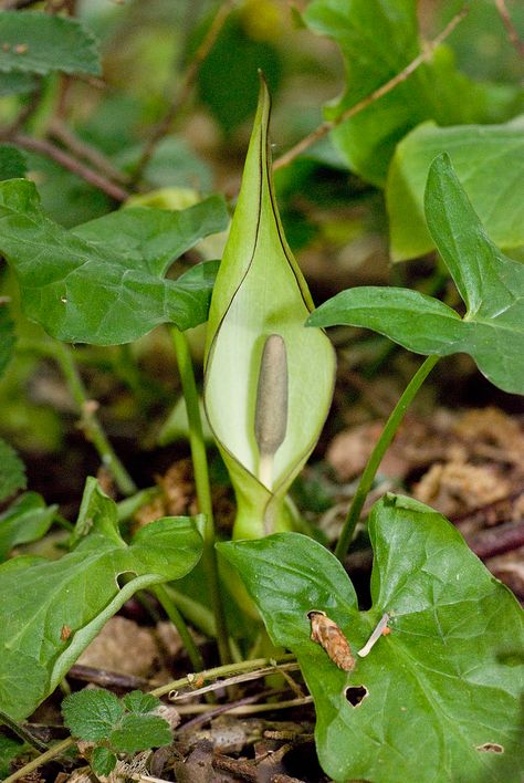 Arum maculatum fluy 80 05052007 3 - Arum maculatum - Wikispecies Arum Maculatum, Arum Lily, Woodland Plants, Common Names, Plant Species, Lily, Plants