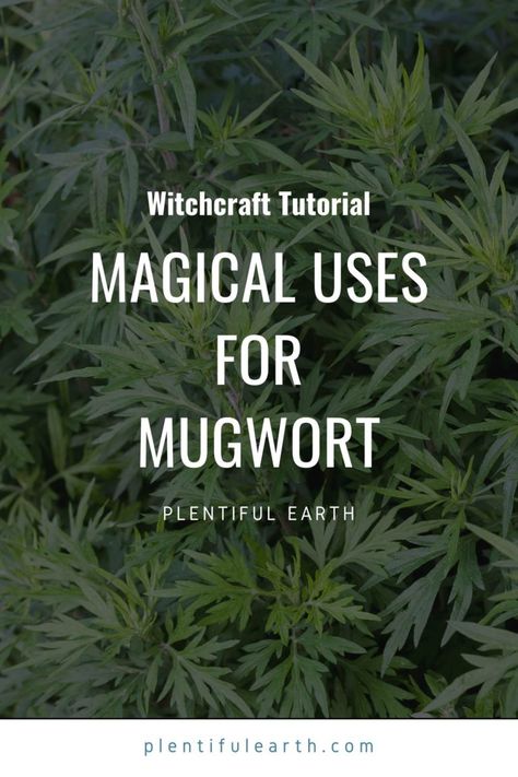 Magical Properties of Mugwort | Mugwort Materia Magicka » Plentiful Earth Mugwort Oil, Mugwort Tea, Psychic Dreams, Herbal Education, Magic Herbs, Magical Herbs, Witchcraft Spell Books, Magical Life, Herbal Magic