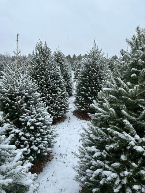 Winter Trees Aesthetic, December 2023 Aesthetic, New England Winter Aesthetic, Winter Country Aesthetic, Winter Aethestic, Cold Christmas, Aesthetic Winter Pictures, Christmas Winter, Christmas Aethstetic