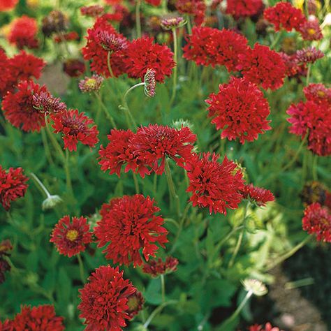 Gaillardia Sundance Red Seeds Arizona Apricot Blanket Flower, Spintop Red Blanket Flower, Indian Blanket Flower, Fluffy Flowers, Tellima Grandiflora, Landscape Flowers, Red Blanket, Blanket Flower, In Full Bloom