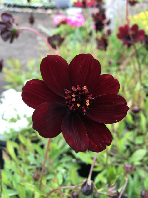 Capcut Backgrounds, Chocolate Cosmos Flower, Cosmos Plant, Portland Garden, French Hydrangea, Stars And Flowers, Oyster Shell Art, Fav Flower, Chocolate Cosmos