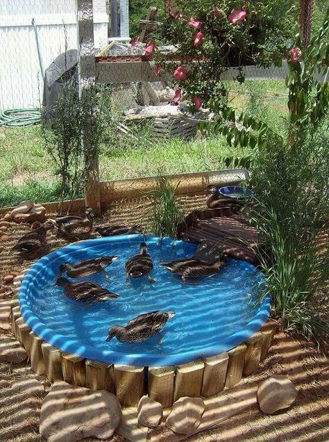 Reban Ayam, Backyard Ducks, Duck Coop, Duck House, Pond Ideas, Duck Pond, Building A Chicken Coop, Backyard Chicken Coops, Mini Farm