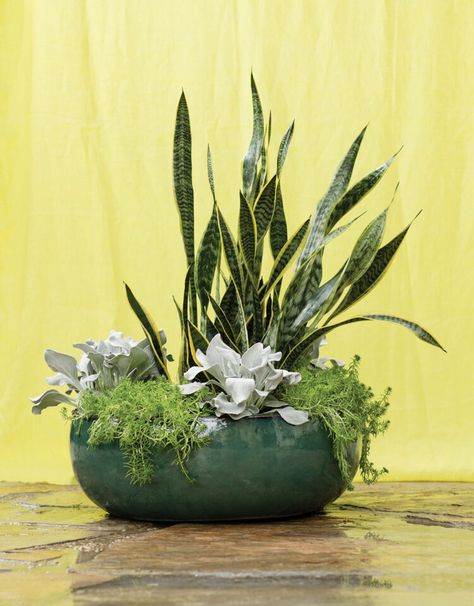 Planter Arrangements Indoor, Potted Plants Arrangements Ideas, Snake Plant Arrangement Indoor, Plant Arrangements Outdoor, Indoor Plant Arrangements, Indoor Plant Arrangement Ideas, Houseplant Arrangements, Snake Plant Arrangement, Plant Arrangements Indoor