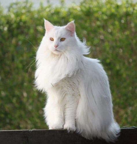 Norwegian Forest Cat White, Pics Of Cute Cats, Norwegian Forest Kittens, Mackerel Tabby, Cat Breeds Hypoallergenic, Turkish Angora Cat, Angora Cats, Cat White, Great Escape