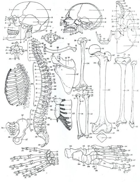 Anatomy Coloring Pages Anatomy Coloring Book Animals Save Free Animal Pages Inside Wuming Anatomy Coloring Pages, Matthew Knight, Anatomy Coloring, Jack Harrison, Anatomy Book, Remedial Massage, Anatomy Coloring Book, Tattoo Coloring Book, Drawing Anatomy