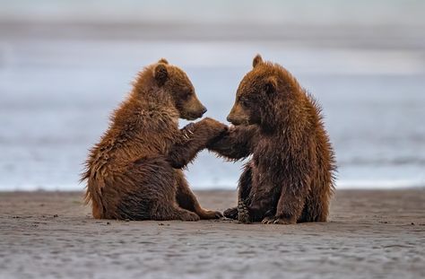 2021 Photo Contest Honorable Mentions | National Wildlife Federation Bear Reference, Photo Ours, 2 Animals, Two Bears, Baby Bears, Katmai National Park, National Wildlife Federation, Bear Pictures, Wildlife Photos