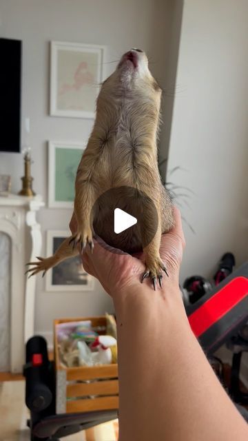 Pet Rescue, Adorable Animals, Funny Pets, Funny Animals Videos, Funny Pet Videos, Cute Animals Memes Funny, Prairie Dogs, Poppy The Prairie Dog, Animals And Pets Funny Memes