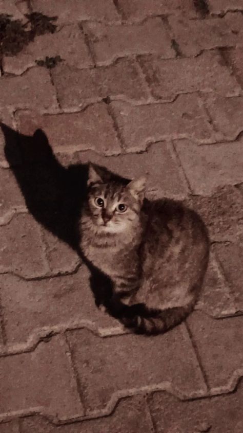 Stray Cat Photography, Stray Cat Aesthetic, Stray Aesthetic, Spider Sona, Aesthetic Cats, Street Cat, Red Street, Monster Crafts, Stray Cats