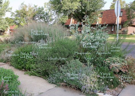 Gardening with Greggo: Heath Aster-Symphyotrichum ericoides Toothache Plant, Edible Gardening, Sage Plant, Herb Garden In Kitchen, Herbaceous Border, Plant Information, My Strength, Native Garden, I'm Afraid