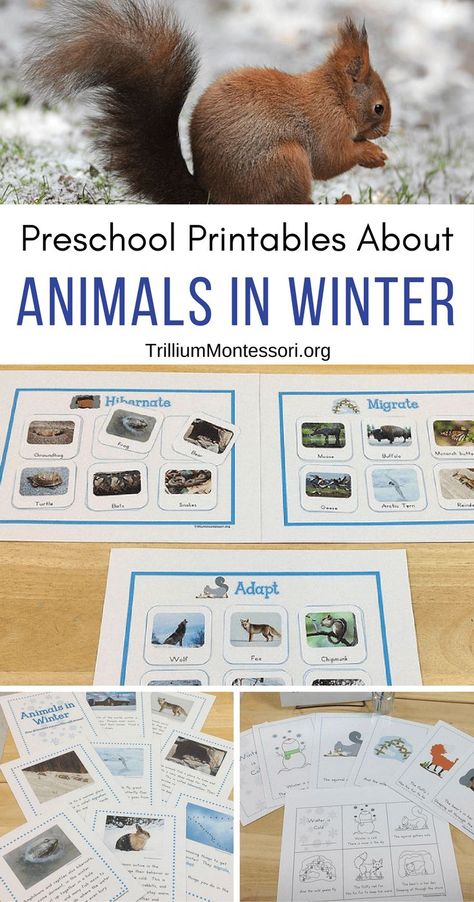 preschool printables for learning about animals in winter Winter Animals Kindergarten, Hibernation Preschool Theme, Hibernation Preschool Activities, Winter Animals Preschool, Animals Kindergarten, Hibernation Preschool, Hibernation Activities, Prek Learning, Learning Animals