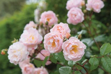 Genshin Wedding, Allotment Planner, Old English Roses, Rambling Roses, Flower Garden Plans, Rambling Rose, Homesteading Diy, Rose Varieties, Types Of Roses