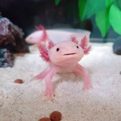 An Axolotl : A super cute and ruthless carnivore Mexican Walking Fish, Axotl Cute, Real Axolotl, Cute Exotic Animals, Aesthetic Axolotl, Axolotl Aesthetic, Axolotl Pictures, Mexican Animals, Aesthetic Fish