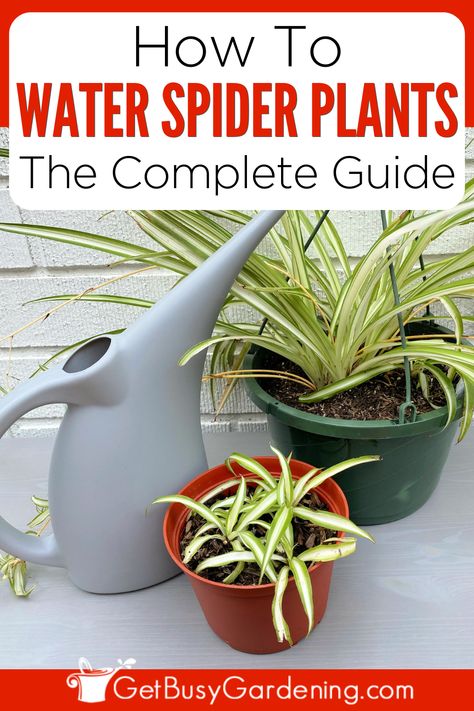 medium and small potted spider plant next to a watering can Spider Plant Pot Ideas, Plant Watering Guide, Water Spider, Airplane Plant, Tips For Summer, Plant Watering, Gardening Vegetables, Spider Plant, Houseplants Indoor