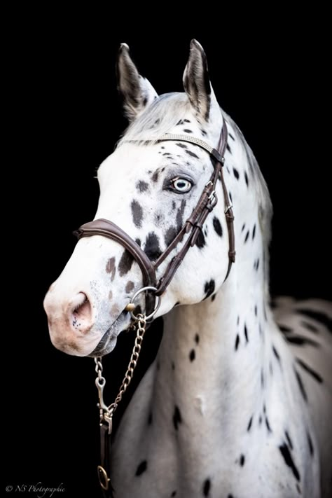 Spotted Horse, Horse Markings, Horse Lessons, Warmblood Horses, Types Of Horses, Horse Aesthetic, Horse Face, Appaloosa Horses, Majestic Horse