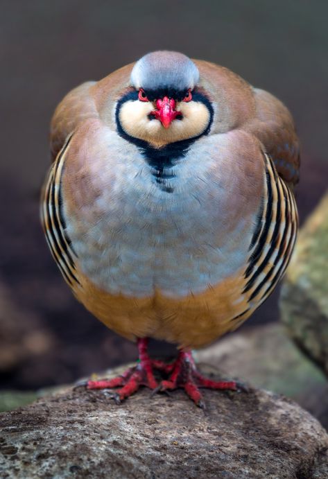 https://flic.kr/p/jZbJNU | Chukar Partridge (EXPLORED 2-8-2014) | alanshapirophotography.com Dear Animal, Chukar Partridge, Bird Sitting, Amazon Top, Kinds Of Birds, Game Birds, Funny Birds, Colorful Bird, Bird Pictures