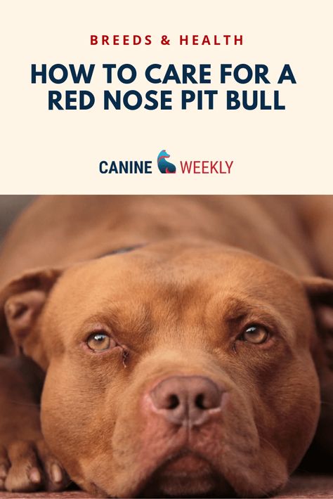 Training Pitbulls, Rednose Pitbull Puppies, Rednose Pitbulls, Red Pitbull, American Pitbull Terrier Puppy, Rednose Pitbull, Pitbull Terrier Puppies, Pit Bull Care, Red Nose Pit