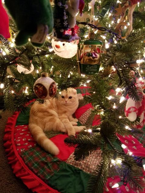 Crismas Tree, First Christmas Tree, Christmas Dreaming, I Love Winter, Christmas Feeling, Warm Christmas, Christmas Wonderland, Christmas Cat, Jolie Photo