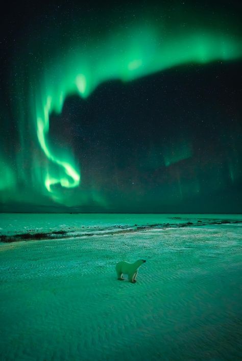 Paul Zizka • Banff, AB (@paulzizkaphoto) on Threads Northern Lights And Polar Bears, Northern Lights Mountains, Polar Bear Northern Lights, Churchill Manitoba, Northern Lights Photography, Polar Lights, Polar Night, Northern Light, Aurora Borealis Northern Lights