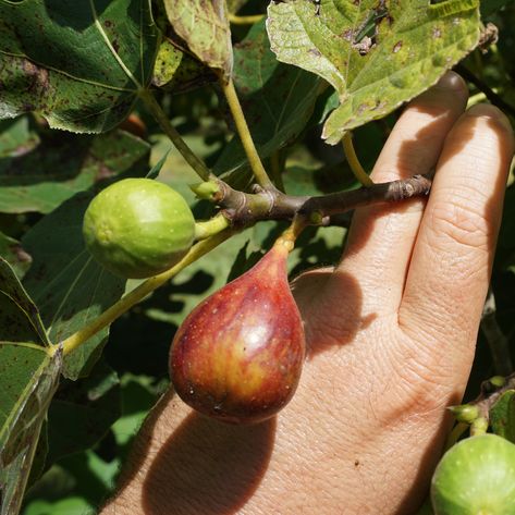 When Picking a Fig Variety, You Have Choices Types Of Figs, Fig Pictures, When Are Figs Ready To Pick, Fig Photo, Fig Images, Fig Varieties, Ripe Fruit, Vegetable Gardening, Late Summer